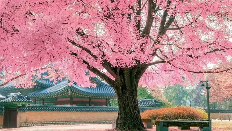 Hình nền đẹp hoa anh đào, chạm đến cảm xúc ngọt ngào