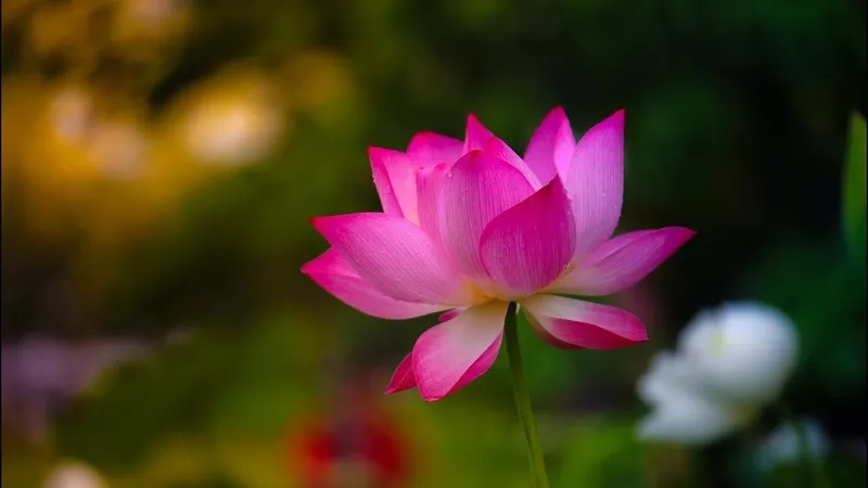 Hình nền bông hoa sen tinh tế, gợi cảm giác thư thái