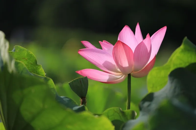 Bộ sưu tập hình ảnh về hoa sen với vẻ đẹp thanh cao