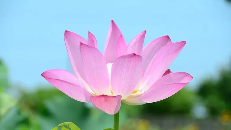 Tuyển tập ảnh hoa sen đẹp làm hình nền, tạo không gian yên bình