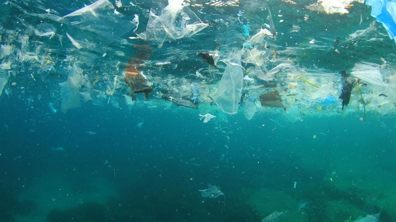 Những nguyên nhân chính dẫn đến axit hóa đại dương