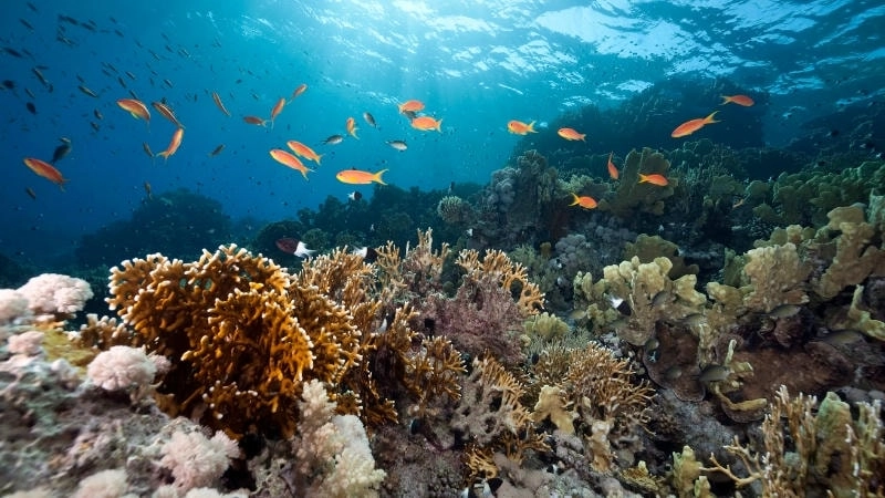Hệ sinh thái biển chịu áp lực