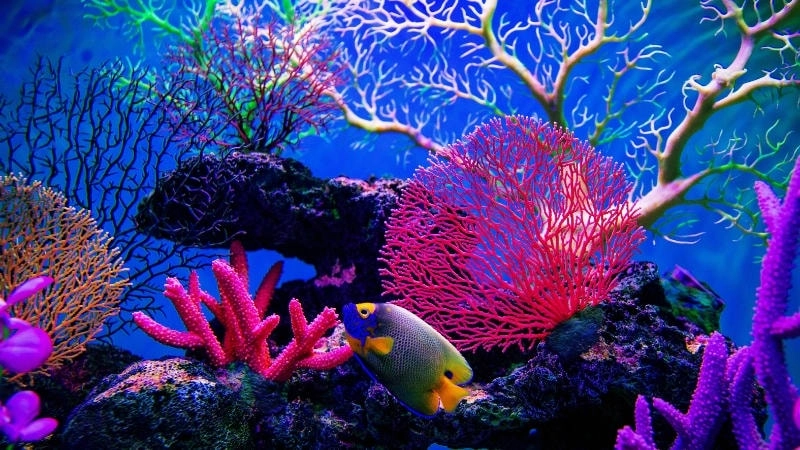 Giải pháp hướng tới một tương lai bền vững cho biển cả