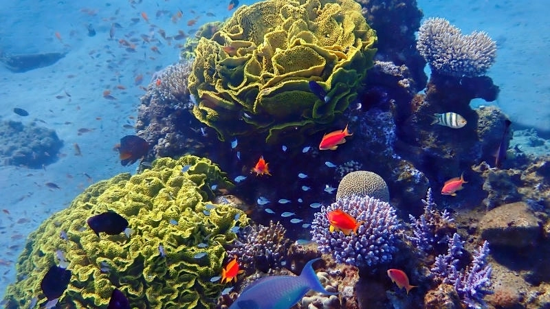 Vai trò của đa dạng sinh học trong biển