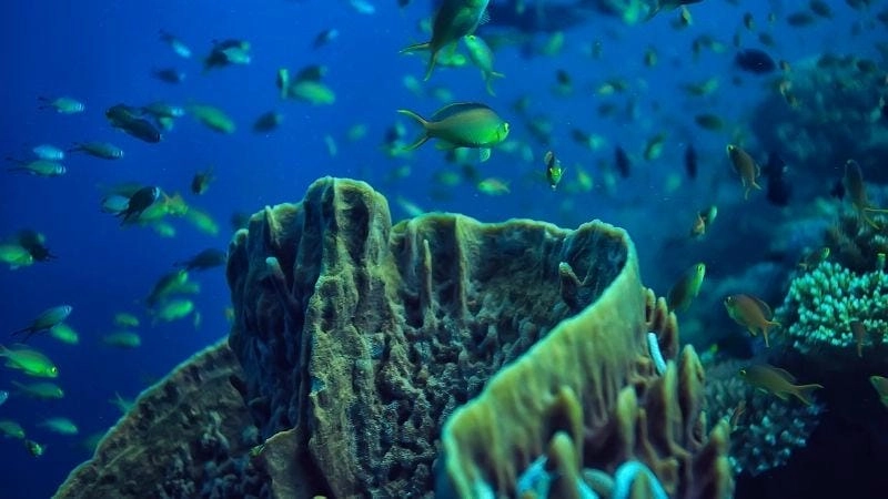 Vai trò quan trọng của hệ sinh thái nước trong tự nhiên