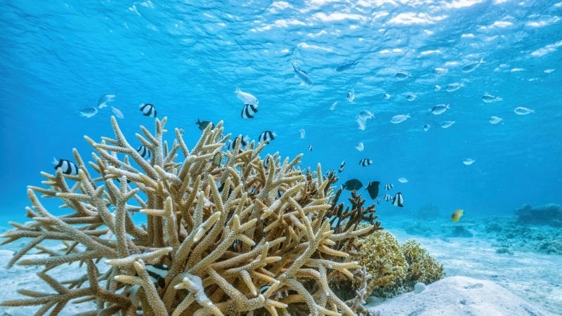 Những dấu hiệu cảnh báo san hô sắp chết